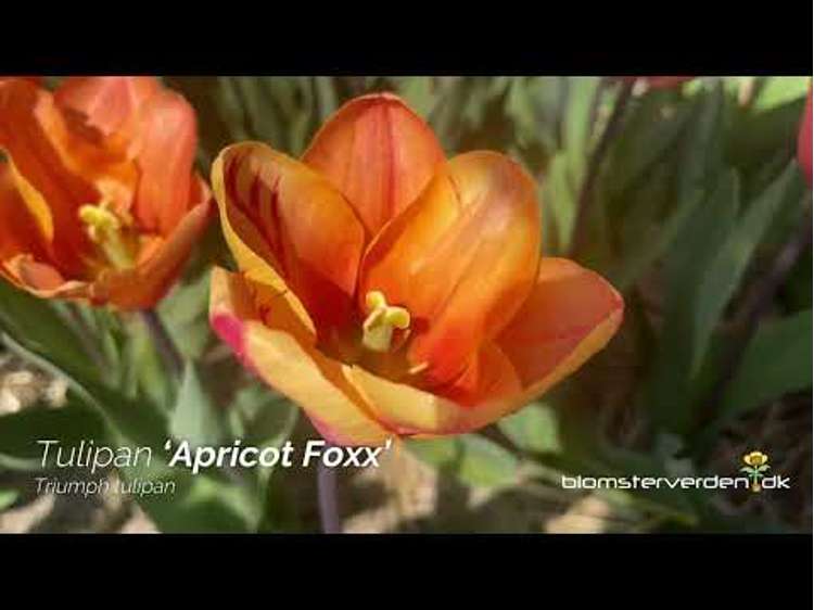 Tulpe 'Apricot Foxx'